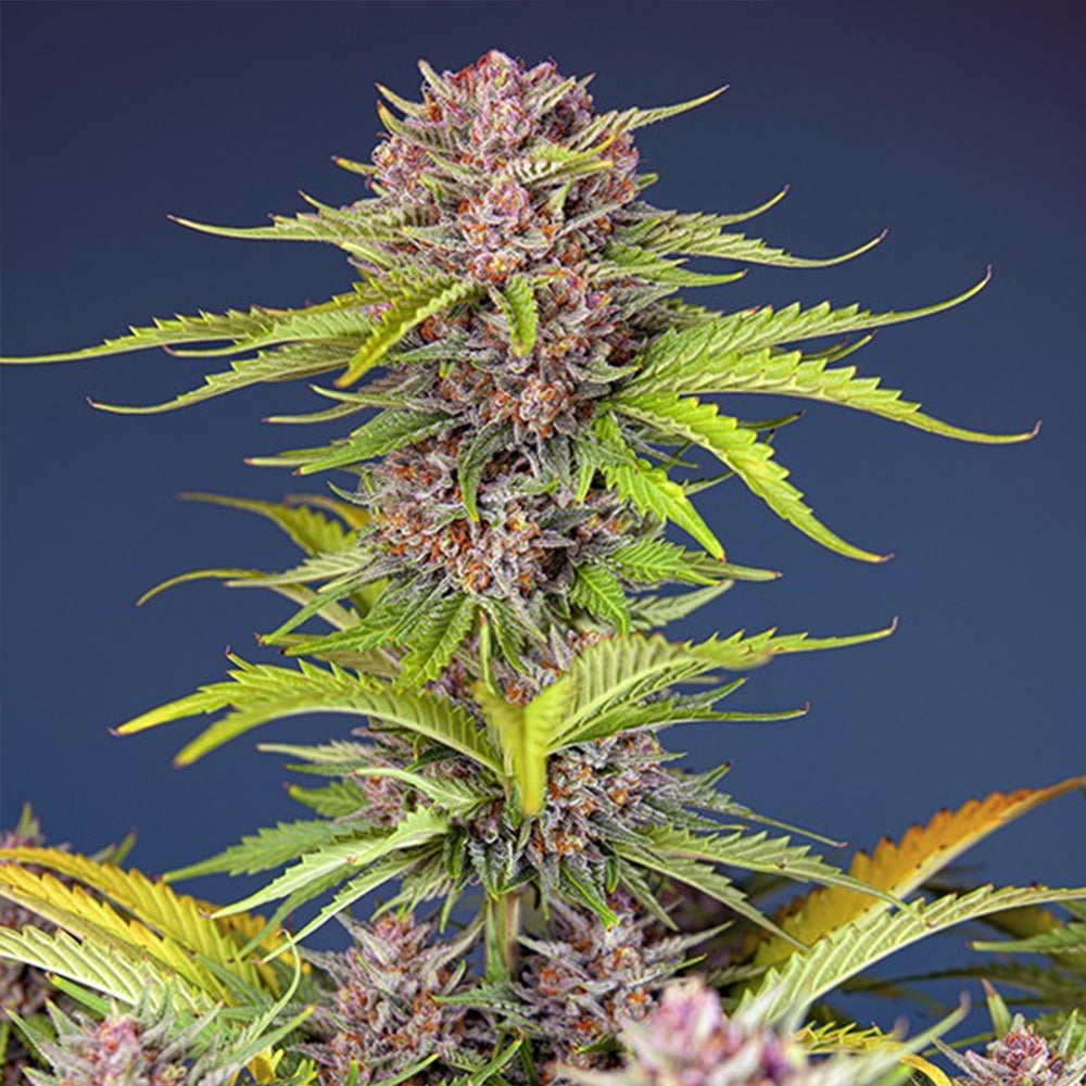 Auto Mimosa Bruce Banner XL 25 u. fem. Granel Profesionales Sweet Seeds