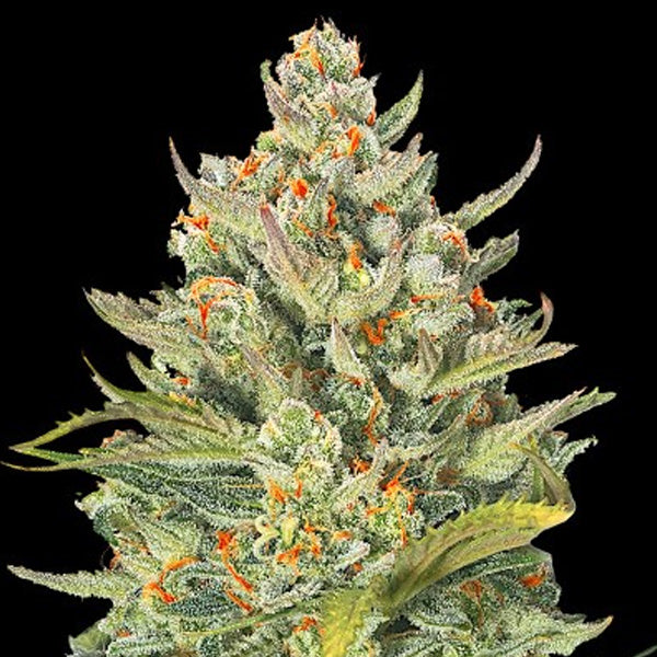 Auto Mimosa Max 5u. G13 Labs