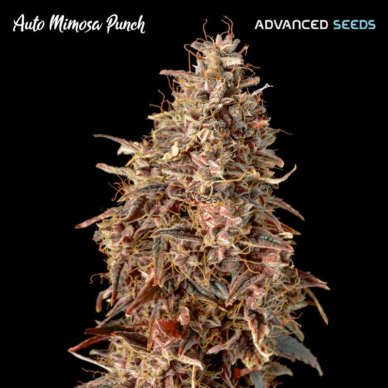 Auto Mimosa Punch 3 + 1 u. fem. Advanced Seeds