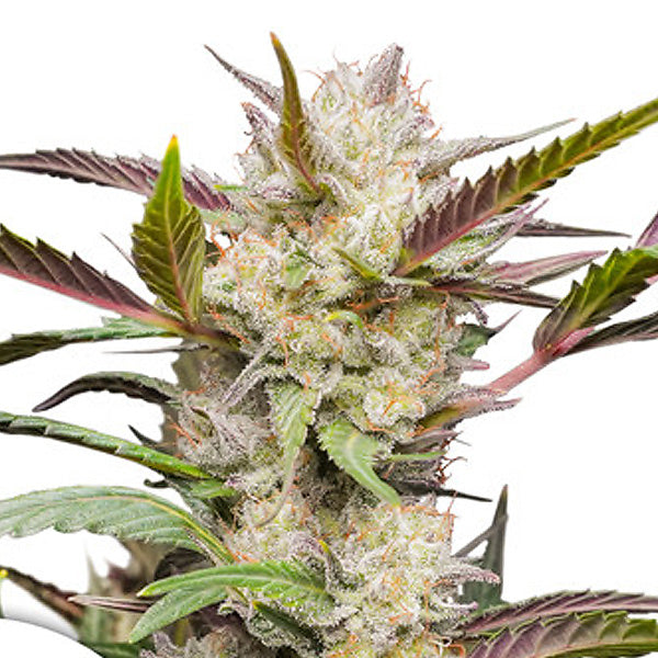 Auto Mimosa Punch 3 u. fem. Dutch Passion