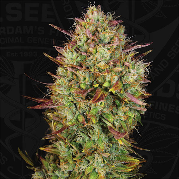 Auto Mk - Ultra 2 unità femminili T.H. Seeds