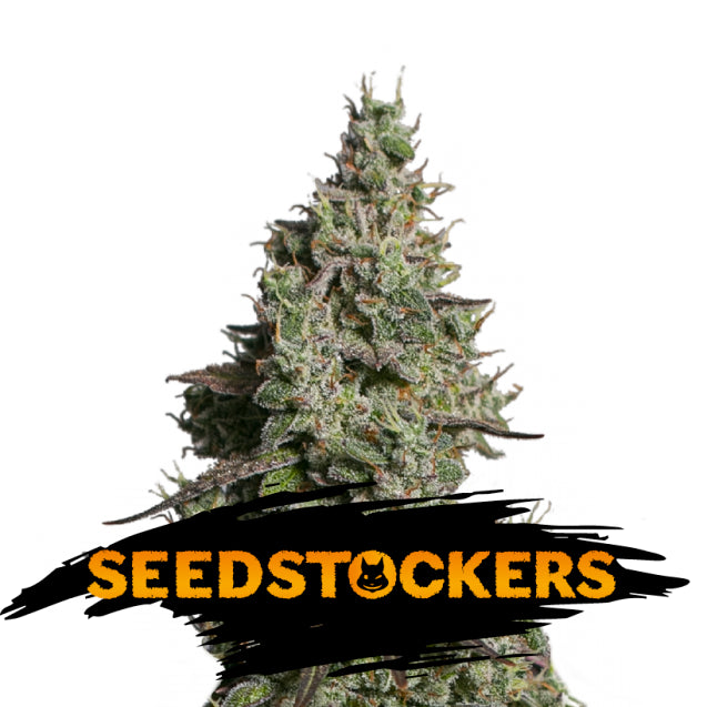 Auto Moby Dick fem. 3 u. Seedstockers