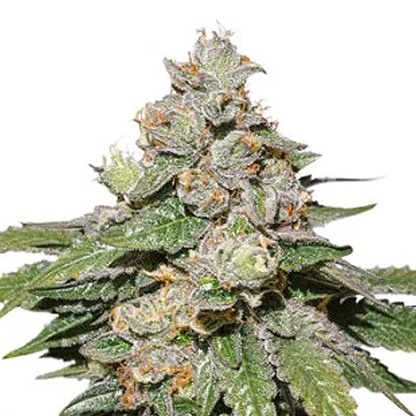 Auto Mokum's Tulip 1 pc. fem. Dutch Passion