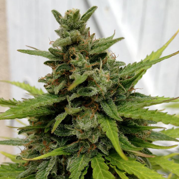 Auto NL X-Line 5 u. fem. Female Seeds