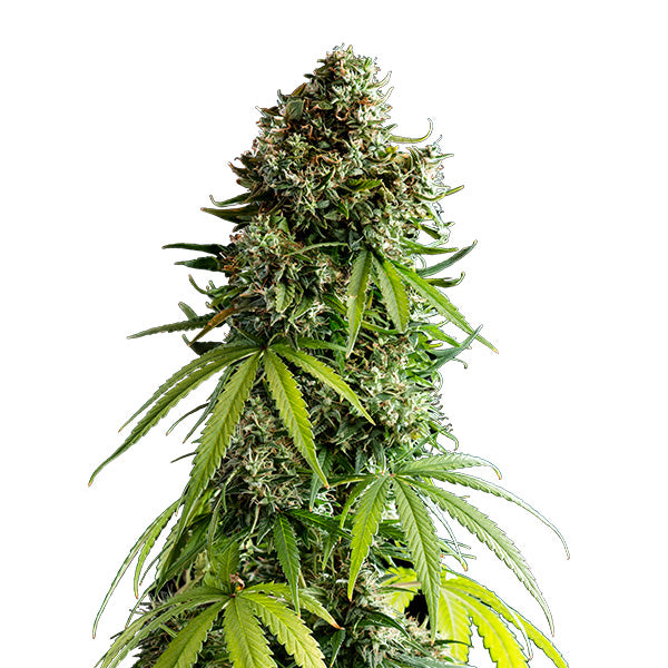 Auto NYC Sour D 1 u. fem. Royal Queen x Tyson 2.0