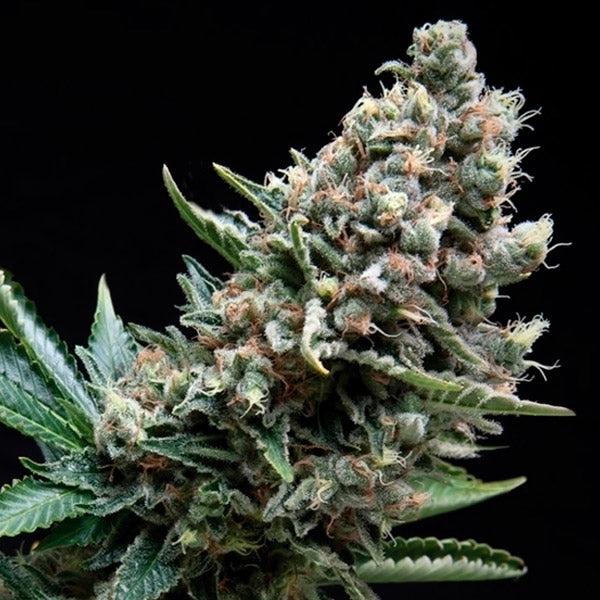 Auto Nefertiti 1 u. blister x 12 u. fem. Pyramid Seeds