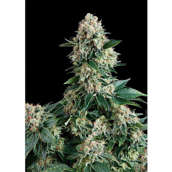 Auto New York City 3 ud. fem. Pyramid Seeds