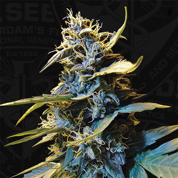 Auto Northern Hog 5 unità femm. T.H. Seeds