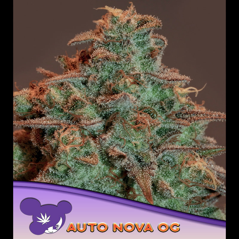Auto Nova OG 3 u. fem Anesia