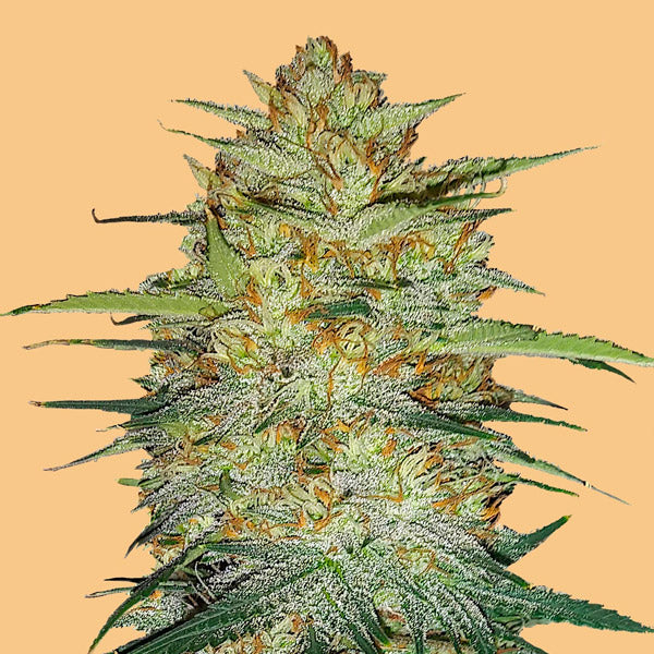 Auto OG Kush 5 u. fem. FastBuds Seeds