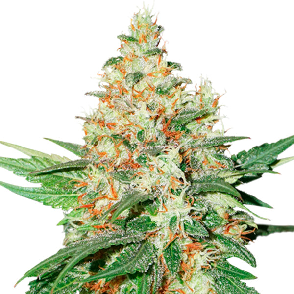 Auto O.G. Kush fem. 5 u. Seedstockers