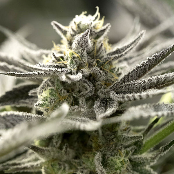 Auto OGKZ 3 ud Humboldt Seed Organization