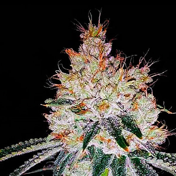Auto OGesus 1 pc. fem. Expert Seeds