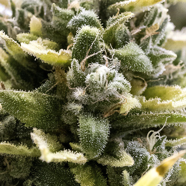 Auto Og Kush 3 ud Humboldt Seed Organization