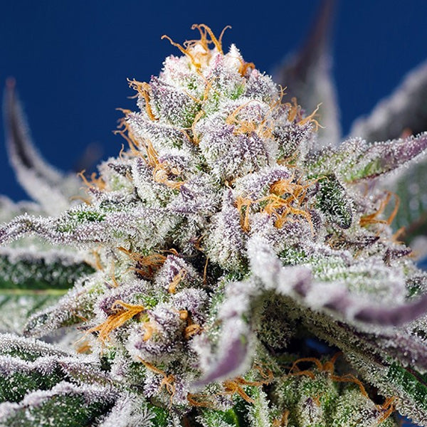 Auto Orange Apricot Glue XL 5+2 u. fem. Sweet Seeds