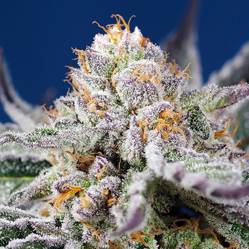 Auto Orange Apricot Glue XL 25 u. fem. Granel Profesionales Sweet Seeds