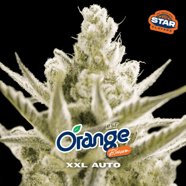 Auto Orange Blossom XXL 7 u. fem BSF Seeds