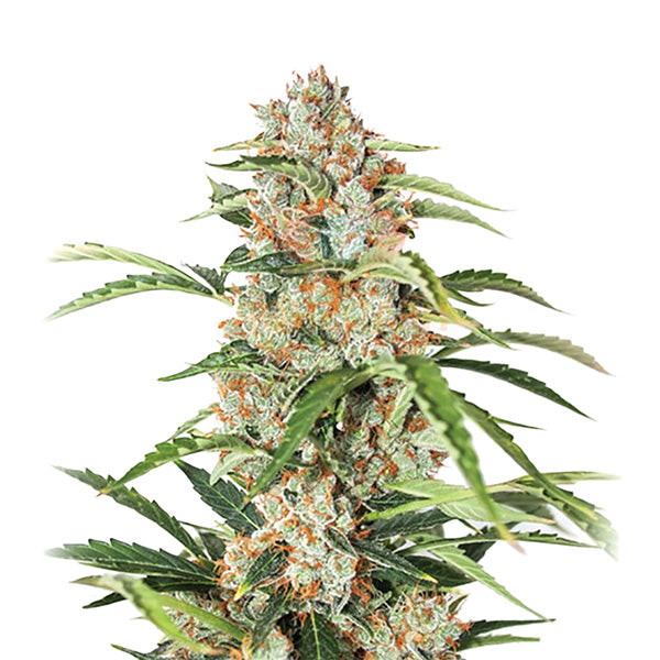 Auto Orange Bud 5 u. fem. Nirvana