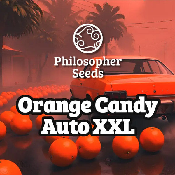 Auto Orange Candy XL 3 u fem Philosopher