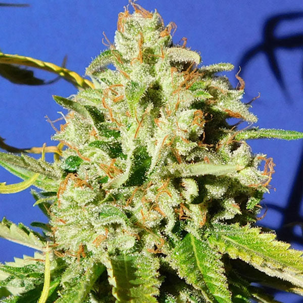 Auto Orange Diesel 1 pz. fem. Original Sensible