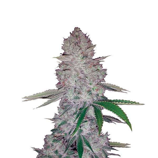 Auto Original Glue 5 u. fem. Nirvana