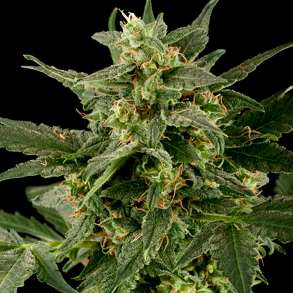 Auto PIneapple Gum 10 u. fem. Black Skull Seeds