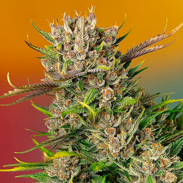 Auto Papaya Zoap 3+1 ud. fem. Sweet Seeds