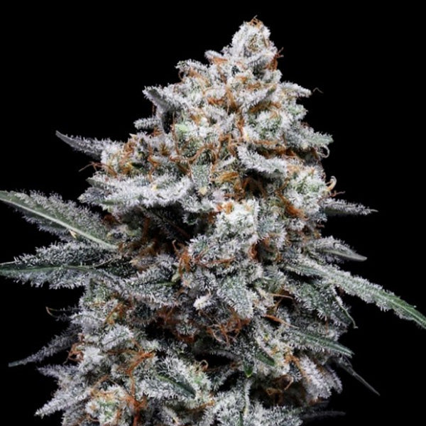Auto Patrick Swayze 3 pz. fem. DNA Genetics