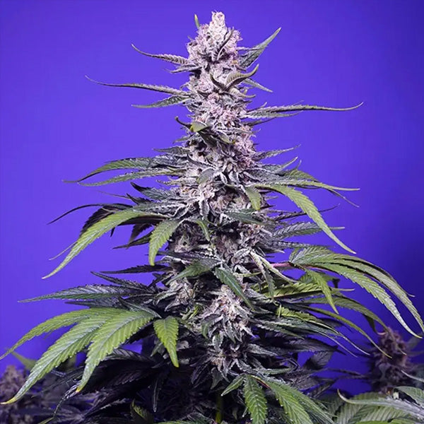 Pennarello indelebile automatico XL 5+2 u. fem. Sweet Seeds