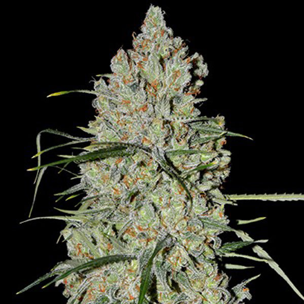Auto Pineapple Express #2 5pz. G13 Labs