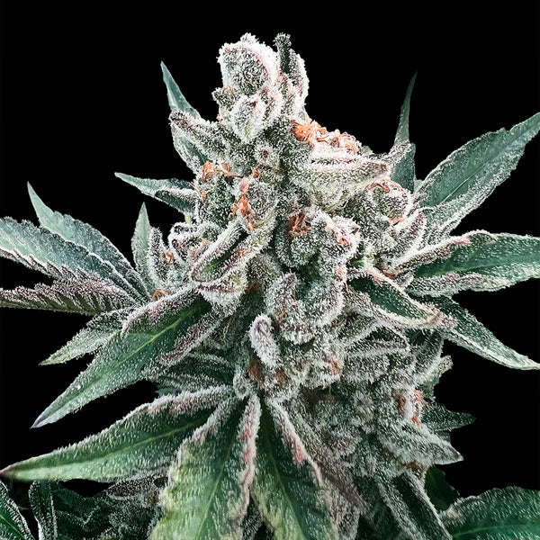 Auto Polar Gelato "by Sherbinskis" 10 ud Silent Seeds
