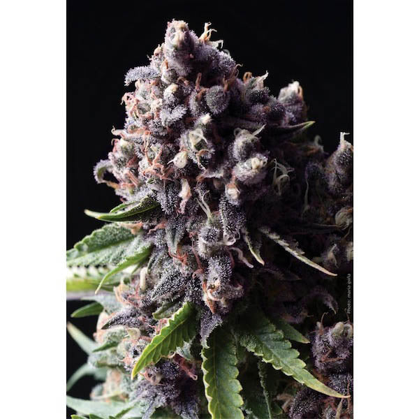 Auto Purple 1 u. blister x 12 u. fem. Pyramid Seeds