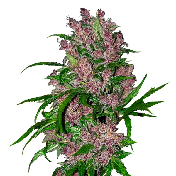 Auto Purple Bud 5 pk. fem. White Label