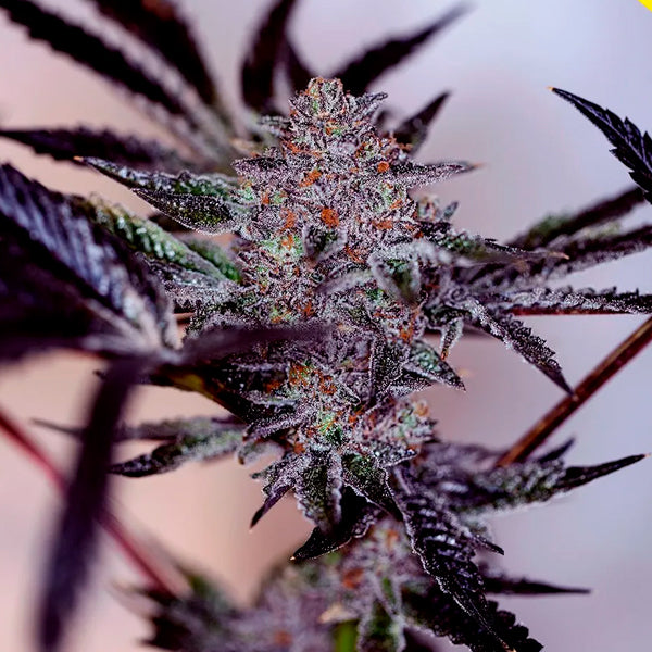 Auto Purple Cherry 5 pc. fem. Positronics Seeds
