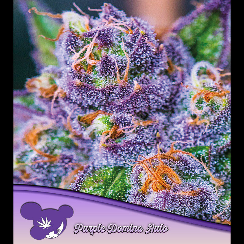 Auto Purple Domina 5 u. fem Anesia