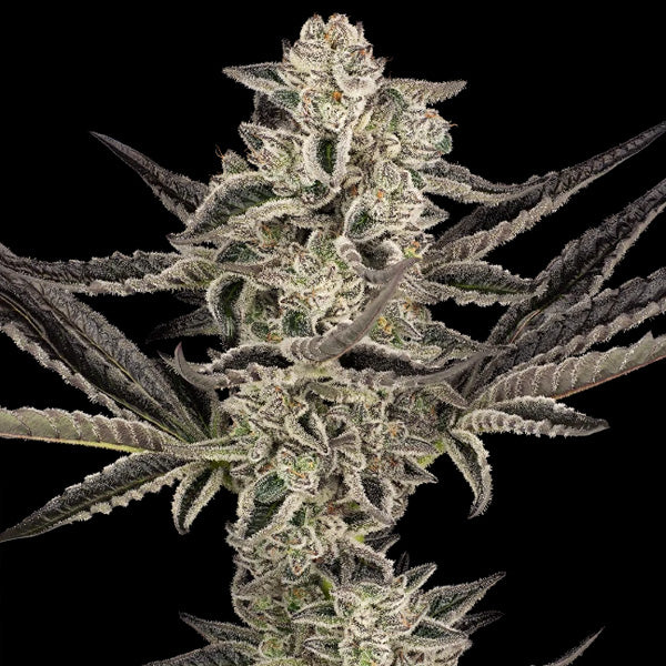 Auto Purple Pickle 10 u. fem. Sensi Seeds Research