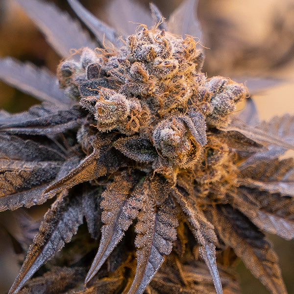 Auto Purple Punch 25 ud High Speed Buds