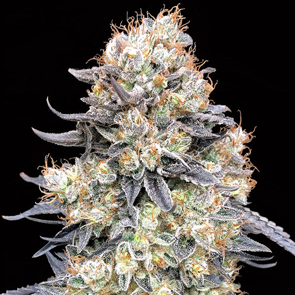 Auto Purple Punch 5 pcs. fem. 00 Seeds