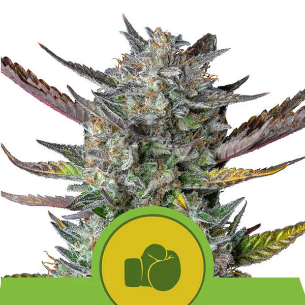Auto Purple Punch 5 u. fem. Royal Queen