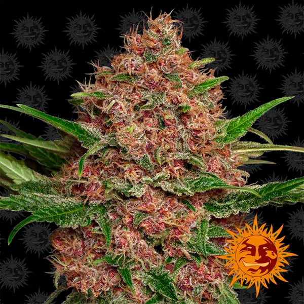 Auto Purple Punch 10 pcs. fem. Barney's