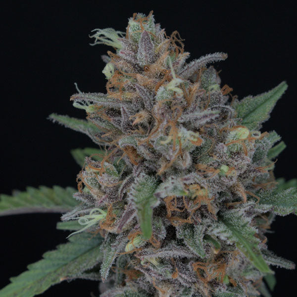 Auto Purple Punch 3 u. fem Pure Instinto