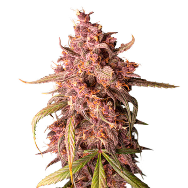 Auto Purple Punch fem. 1 u. Seedstockers