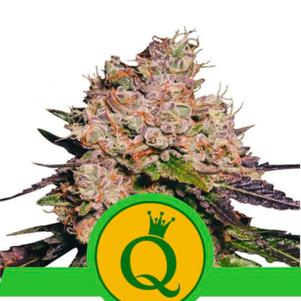 Auto Purple Queen 1 u. fem. Royal Queen