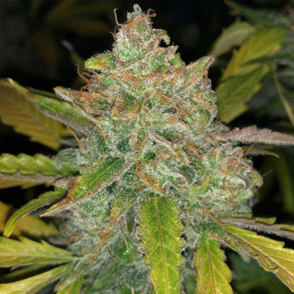 Auto Purple Sunset 5 u fem Philosopher