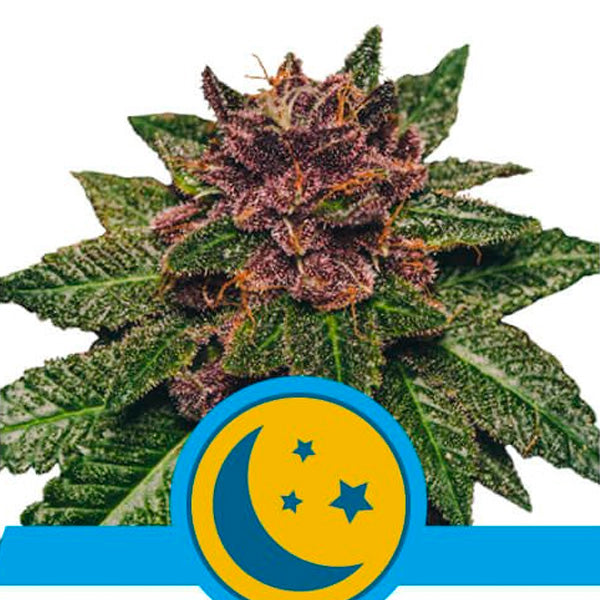 Auto Purplematic CBD 1 u. fem. Royal Queen