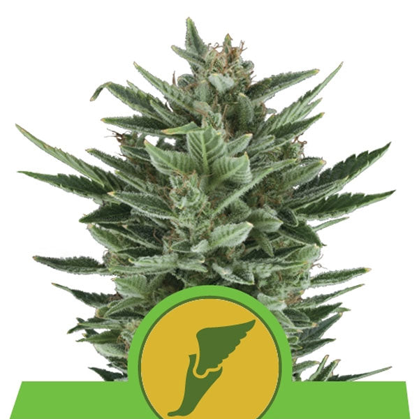 Auto Quick One 3 u. fem. Royal Queen