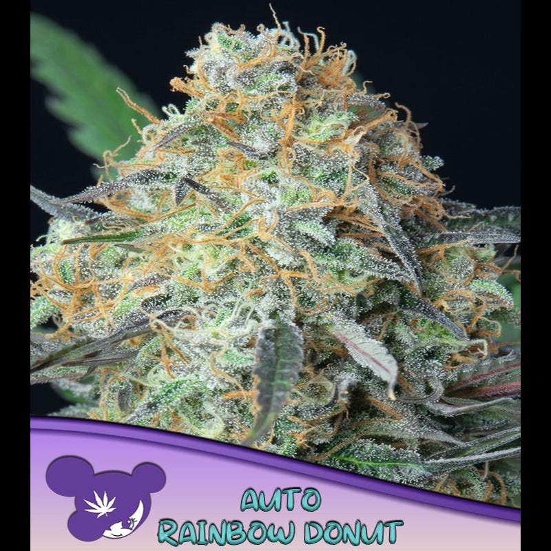Auto Rainbow Donut 3 u. fem Anesia