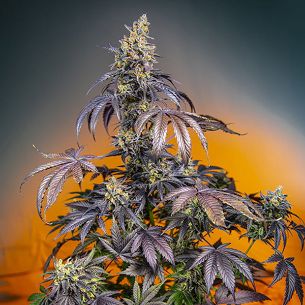 Auto Red Gorilla Girl XL 5+2 pz. fem. Sweet Seeds