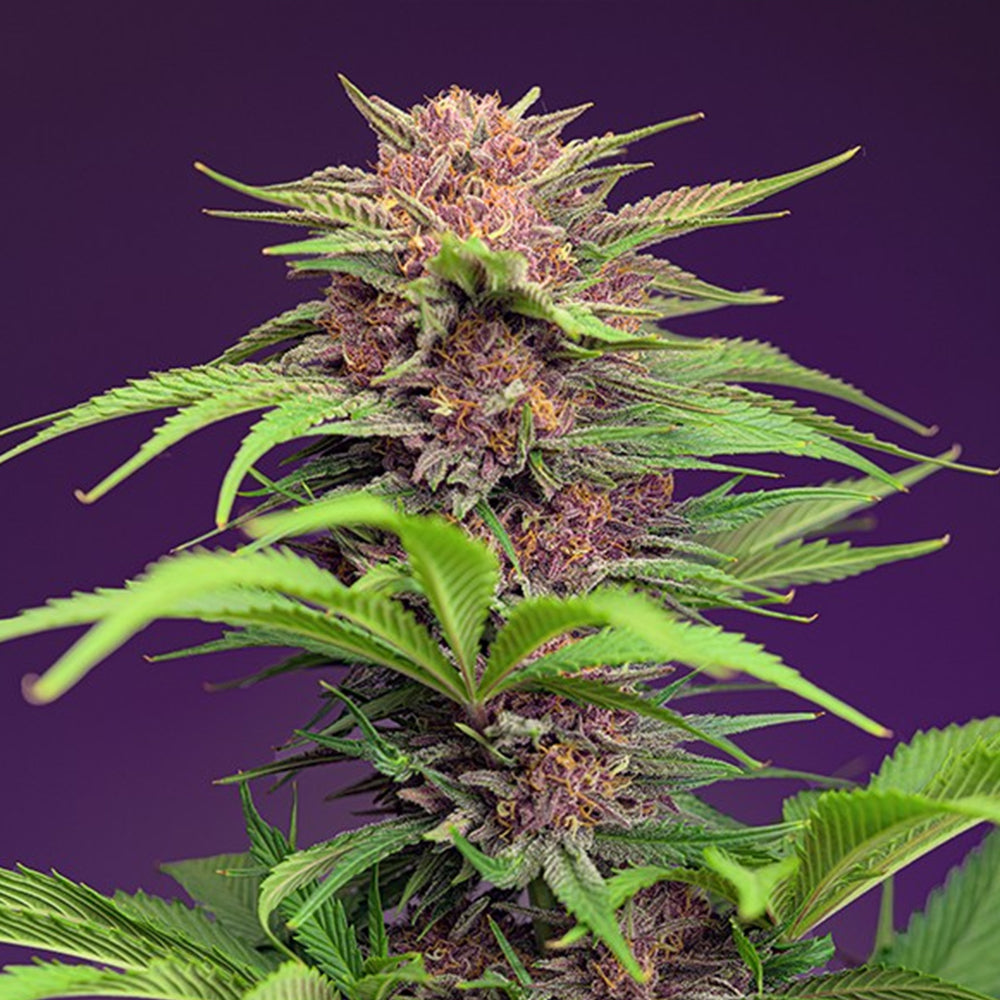 Auto Red Mimosa XL 25 u. fem. Granel Profesionales Sweet Seeds