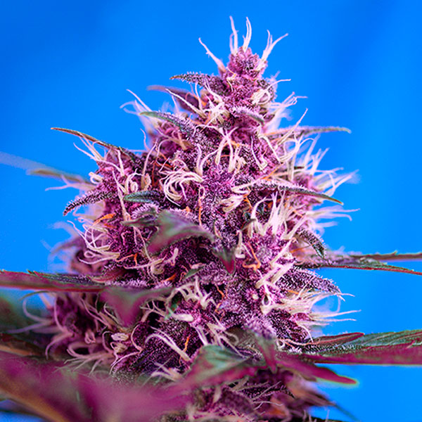 Auto Red Poison 25 u. fem. Granel Profesionales Sweet Seeds